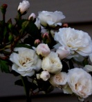 Flowers, roses, white, roses, Southwest Louisiana